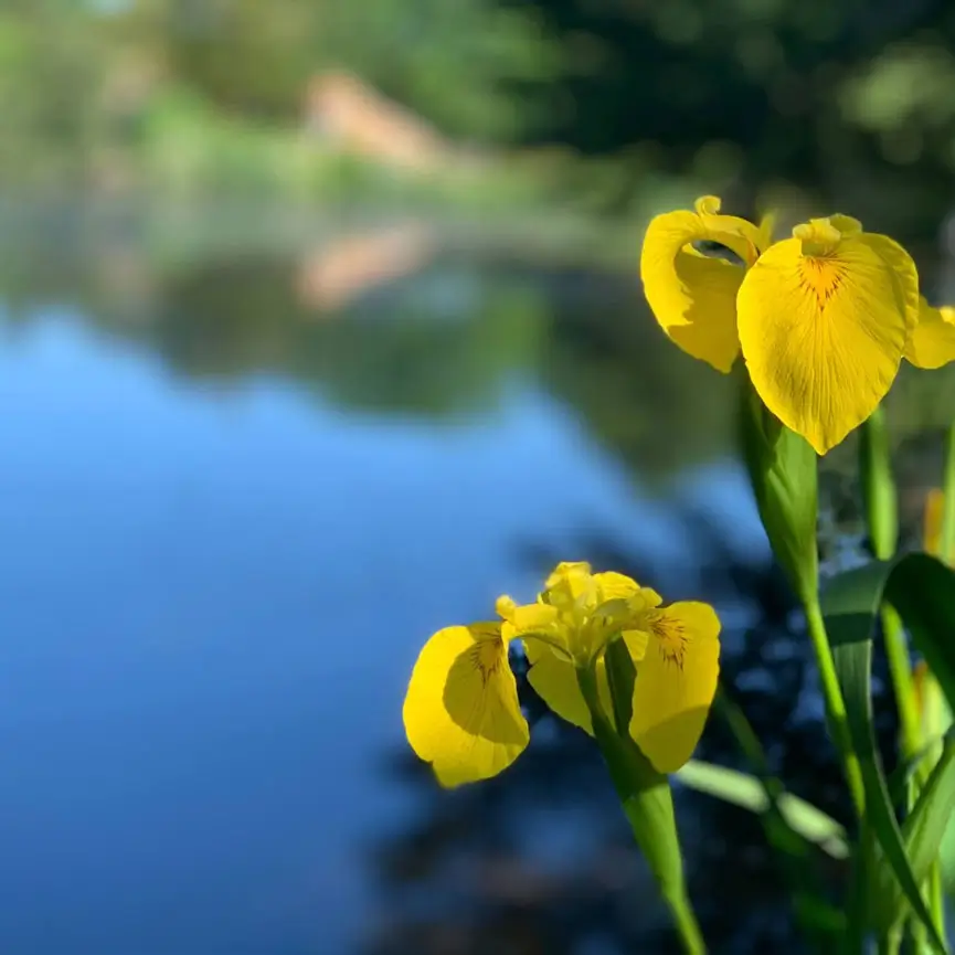 Yellow-Irises-Setauket-Mill-Pond