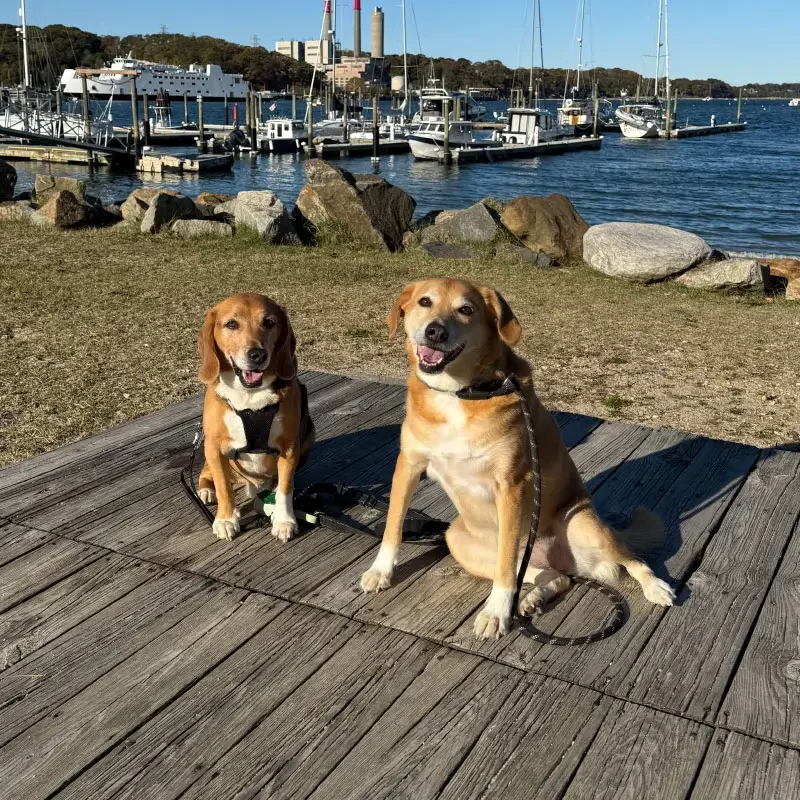 PT4U dogs at Port Jefferson harbor
