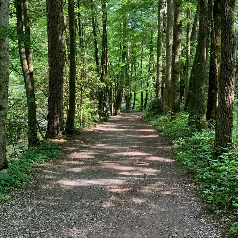 Forest path